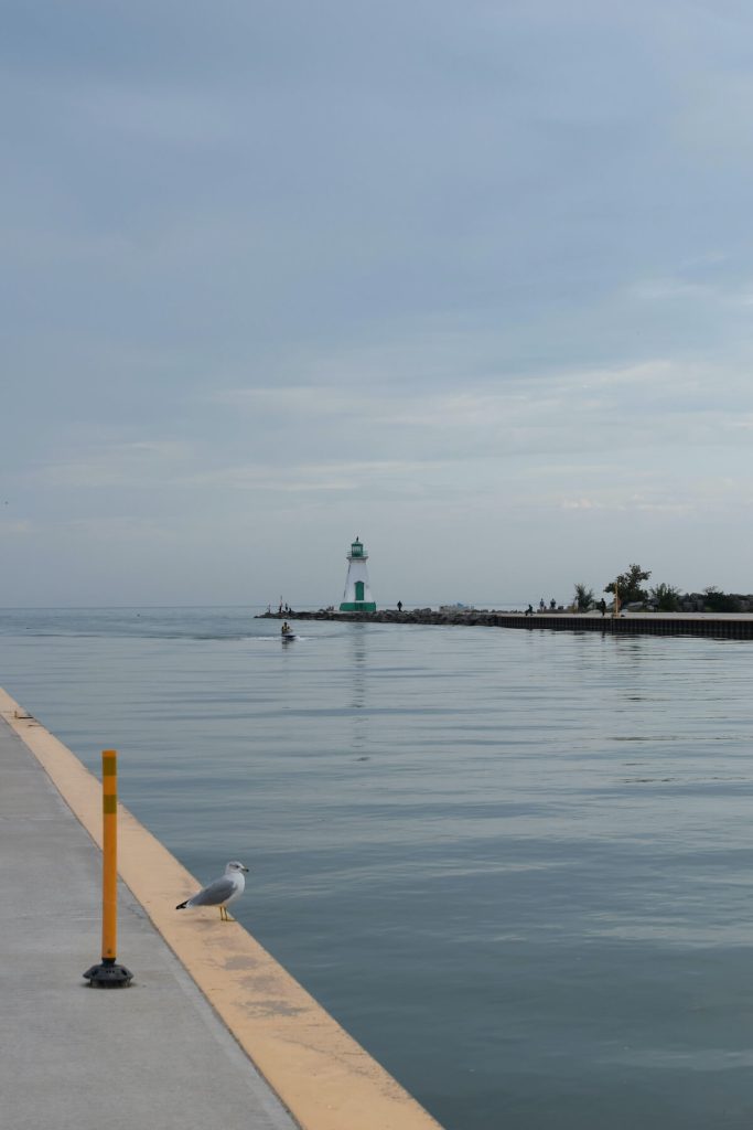 Seagull sitting on the Port Dalhousie pier with lighthouse in the background