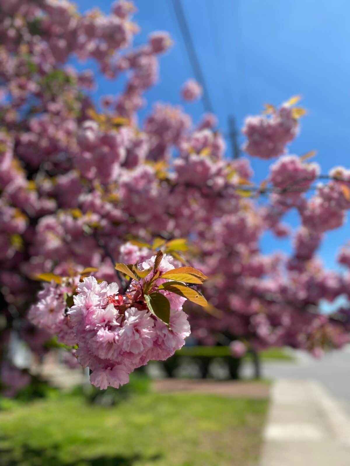 Cherry blossoms in St Catharines