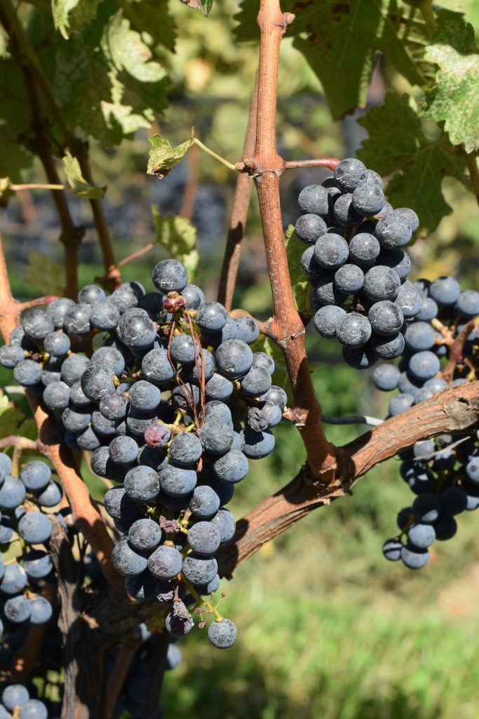 Grapes on the vine at a vineyard in Niagara-on-the-Lake